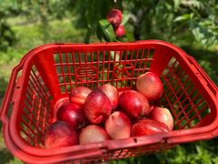 -前小桔亲子创意农场·草莓采摘·露营烧烤