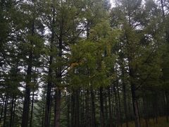 -塞罕坝国家级自然保护区