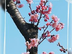 -顾村公园