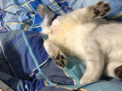 -美联众合动物医院(·中兽医·疑难杂症·严家桥分院)