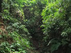 -西双版纳原始森林公园