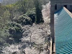 -武汉大学-樱园