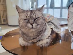 -共舞时光猫咖·狗咖(新街口店)