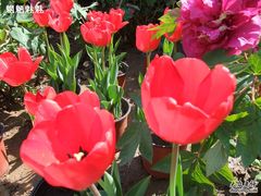 -北京大学肿瘤医院