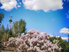 -群力丁香公园