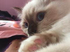 -Bastet sally猫舍购宠(静安店)