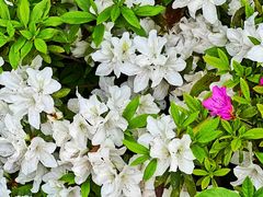 -铁山坪森林公园