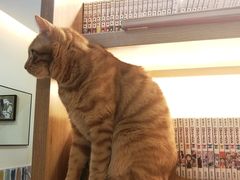 -滚猫咖啡·猫咖·猫友好撸猫(未来城店)