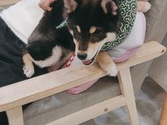 -柴犬小屋·柴餐厅·狗咖食堂(金鼎广场店)