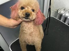 -超宠爱宠物摄影-Super pet
