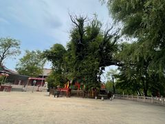 -大槐树寻根祭祖园