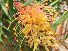 -天适樱花悠乐园