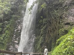 -莫里热带雨林景区