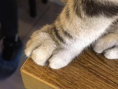 -平行世界·猫咖(首经贸店)