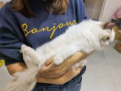 -Heymao猫咖.咖啡厅(东门店)