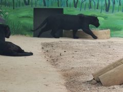 -昆明动物园