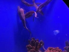 -江和美海洋公园