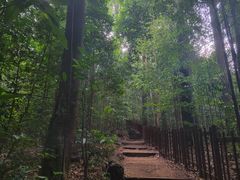 -武吉知马自然保护区