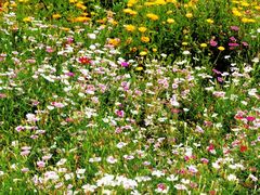 -神光山国家森林公园