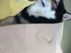 -逗柴咖啡屋·狗咖猫咖宠物桌游
