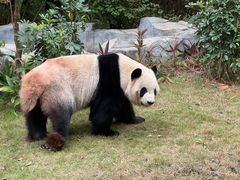 -灵玲国际马戏城