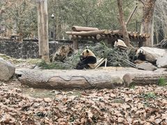 -都江堰中华大熊猫苑