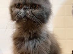 -猫房·猫吧·猫咖(龙湖时代汇店)