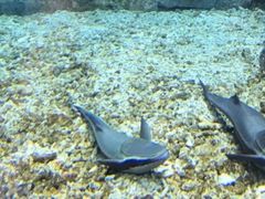 -绍兴梦享海洋公园