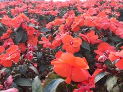 -深圳国际园林花卉博览园