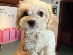 -翊宠yipet猫狗购宠庄园犬舍•猫舍