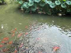 -成都杜甫草堂博物馆