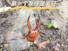 -大觉寺-停车场