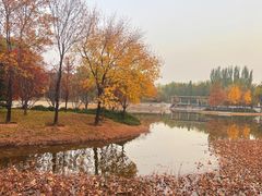 -大望京公园