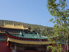 -塔尔寺菩提树