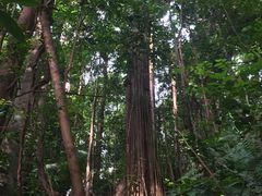 -武吉知马自然保护区