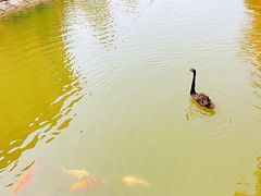 -芭东小镇温泉