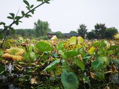 -鹅湖玫瑰文化园