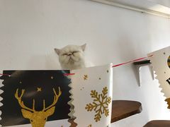 -豆老板的猫咖啡(碑林博物馆店)