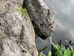 -西湖外事游船(花港观鱼码头)