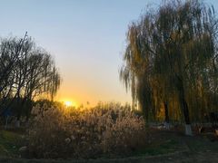 -大兴滨河森林公园