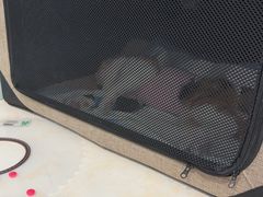 -纳吉亚猫专科动物医院博雅分院