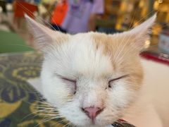-平行世界·猫咖(首经贸店)
