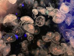 -海合安青岛极地海洋公园