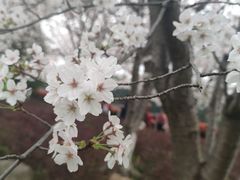 -高东镇樱花园