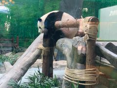-灵玲国际马戏城