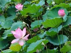 -荔湾湖公园