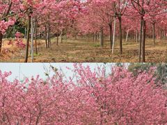 -天适樱花悠乐园