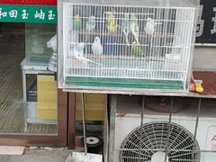 -中环花鸟鱼虫市场