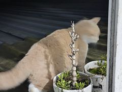 -瑞鹏宠物医院·超声·骨科·奇麟分院(蜀都万达店)