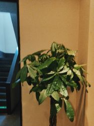 -盘子女人坊古装写真摄影(天津总店)